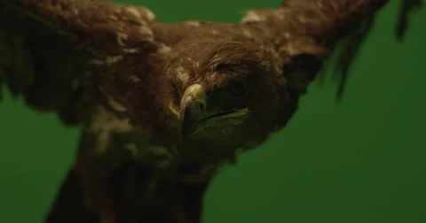 Medium shot of a brown eagle with open wings on a green screen in slow motion Stock Footage