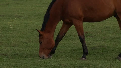 Medium shot of a brown horse eating grass in a field Stock Footage 315280344