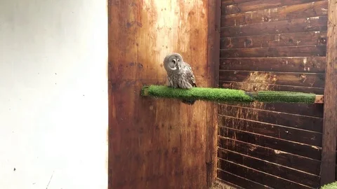 Medium Shot of Brown Owl Bobbing his head in Bird Hide Stock-Footage 73056761