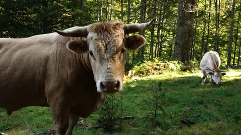 Medium shot of bull in the forest Nature background Stock Footage 80675864