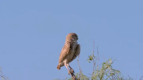 Medium shot of burrowing owl looking around from atop a tree in Texas Stock-Footage 246944818