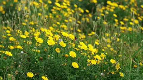 Medium Shot of a Butterfly Foraging on a Wild Yellow Flower Stock Footage 330864053