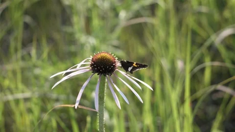 Medium shot of a butterfly getting nectar. Video stock 123445493