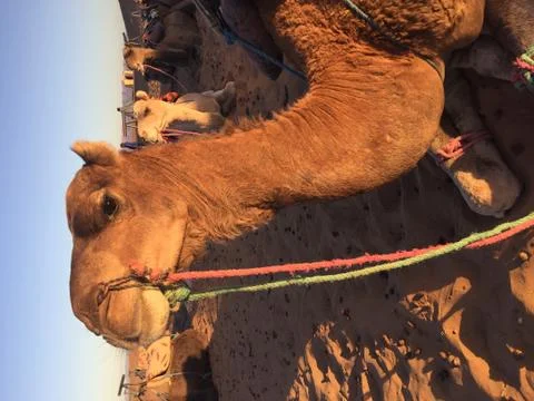 Medium shot of a camel Stock Photos