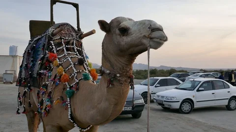 Medium shot of a camel standing in the middle of a car parking Stock Footage 111666285