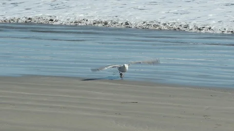 A medium shot as the camera pans to follow a seagull as it takes off and Stockbeeldmateriaal 96422095