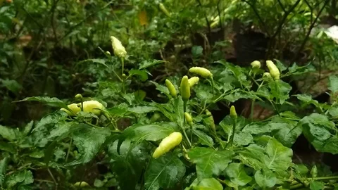 Medium shot of Capsicum annuum after rain down. Stock Footage 86892720
