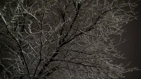 A medium shot captures a leafless tree blanketed, stock footage. Stock Footage 304817117
