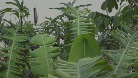 Medium Shot of Carpenter Bee Flying Around a Heliconia Pendula Leaf Stock Footage 282411436
