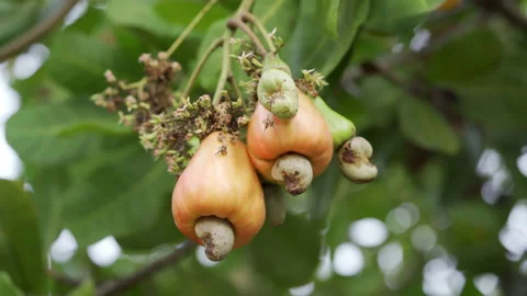 Medium shot of cashew nuts hanging on tree at different stages of maturity Stock Footage 204121318