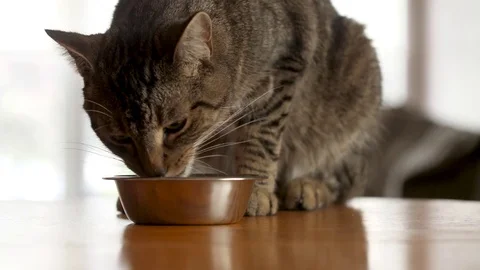 Medium shot cat eating out of a silver bowl Stock Footage 80124780