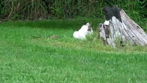 A Medium Shot of a Cat Laying in the Grass Vidéo 156511459