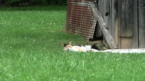 A Medium Shot of a Cat Nursing a Kitten While Another Kitten Plays Vidéo 200925235