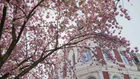 Medium shot of a cherry blossom tree next to a building in Bonn, Germany Video stock 155441693