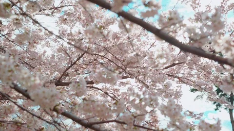 Medium shot, Cherry Blossom trees flower with sunlight in yeouido Park Stockbeeldmateriaal 106611234