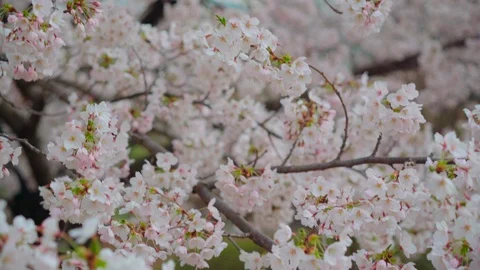 Medium shot, Cherry Blossom trees flower with sunlight in yeouido Park Stockbeeldmateriaal 106611884