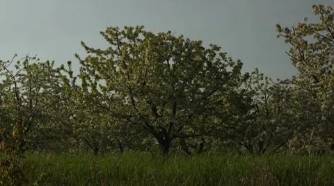 Medium shot of a cherry orchard Stock Footage 7765040