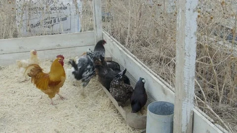 Medium shot chickens eating seed Video stock 198940969