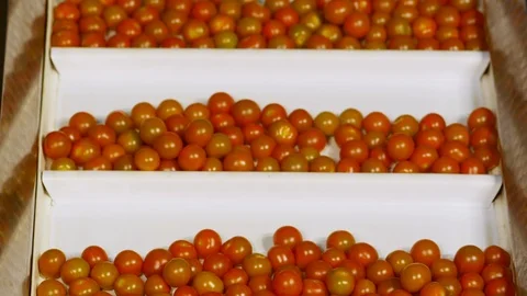Medium Shot, Close-Up, Tilt Down, 20 Seconds Or Greater, Indoors, Day, On The Video stock 94020585