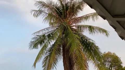 Medium shot of a coconut tree on the side of a beach Stock Footage 253753271