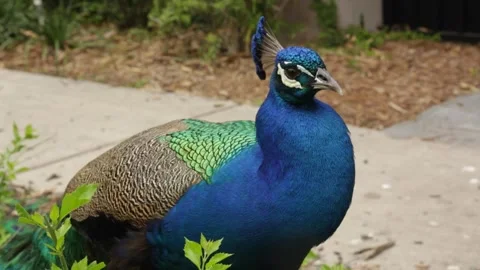 Medium shot of a colorful peacock standing calmly and showing its bright Stock Footage 345172555
