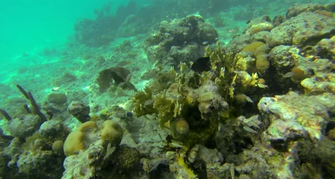 A medium shot of the coral reef Stock Footage 42824512