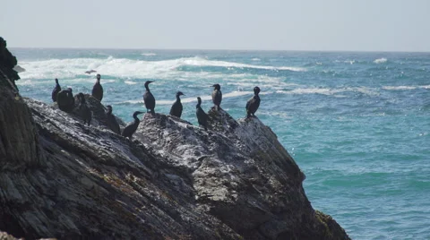Medium shot of cormorants perched on the rocks near Spooner’s Cove Beach Stock Footage 62444909