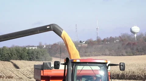 Medium shot of corn transfer Stock Footage 56866229