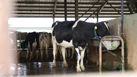 Medium Shot of Cow Drinking Water at Sabah, Malaysia Stock Footage 111188693