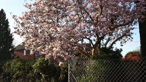 Medium shot of crepe myrtle, Reading, Berkshire, England 스톡 동영상 105133674