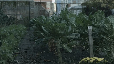 Medium shot of crops growing in city farm Stock Footage 86005186