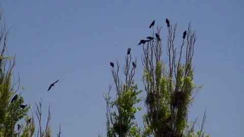 Medium shot of crows gracefully flying around perching, stock footage. Stock Footage 304783509