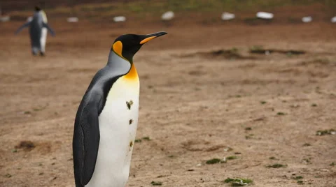 Medium shot of a curious King Penguin Vidéo 58235713