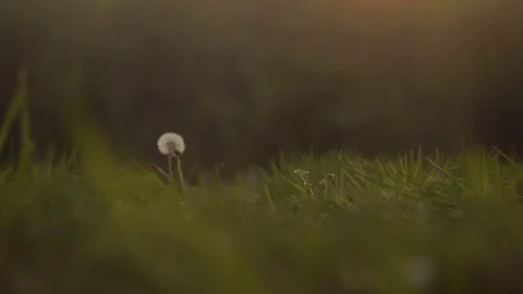 Medium Shot of Dandelion in a Grassy Field During the Sunset Stock Footage