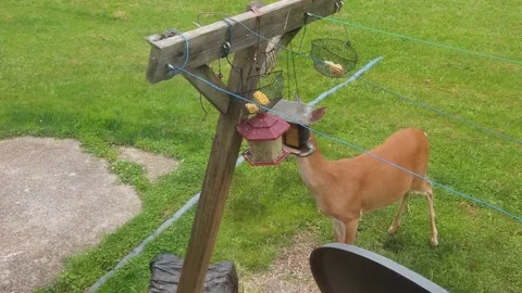A Medium Shot of a Deer Eating Out of a Bird Feeder Stock Footage 155945162