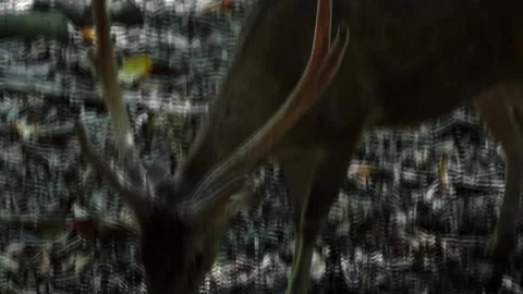 Medium shot of deer with horns eating on dry grass Stock Footage 241654075