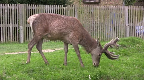 Medium shot of deer in public park Stock Footage 49754981