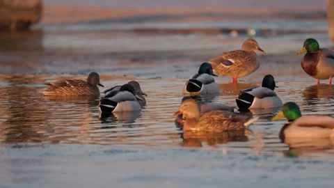 Medium shot of a dense flock of wild mallard ducks actively feeding Stock Footage 338165726