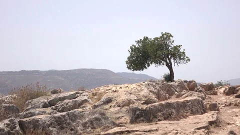 Medium Shot of Desert Tree on Top of Mount Arbel Stock Footage 78247924