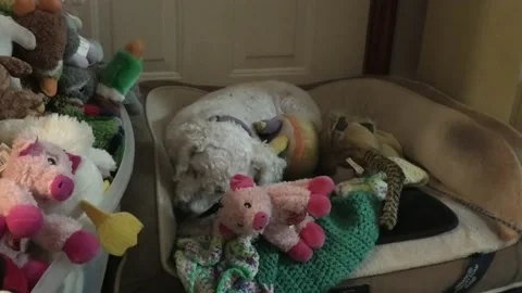 A Medium Shot of a Dog Laying in a Bed Surrounded by Stuffed Toys 스톡 동영상 157159432