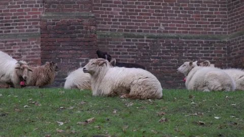 Medium shot of a domestic ram with long thick wool and large curved horns Stockbeeldmateriaal 338165674