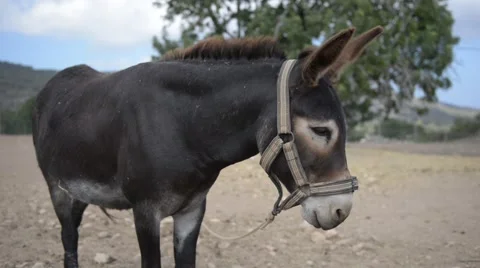 Medium Shot of a Donkey in a field Stock Footage 69024633