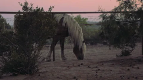 Medium shot of Draft Horse Grazes in a Paddock at Sunset. Stock Footage 64384157