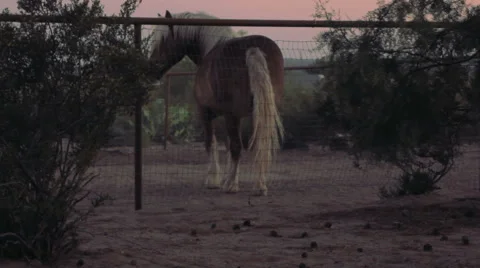 Medium Shot of a Draft Horse in a Paddock Walks out of Frame Stock Footage 64365828