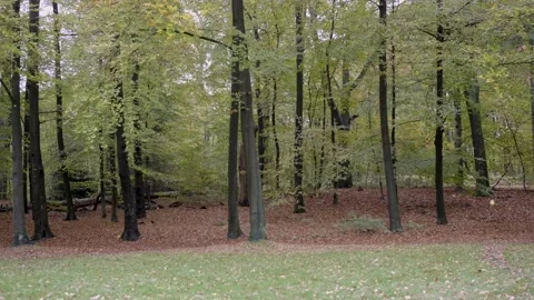 Medium shot dry leaves falling from trees in autumn. 库存影片 142927414