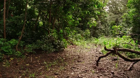 Medium shot, dry stream bed, rocky path surrounded by tropical vegetation Video stock 80510211
