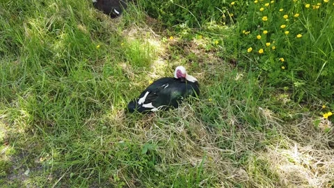 A Medium-Shot of a Duck with their Head Turned to the Side 스톡 동영상 302102328