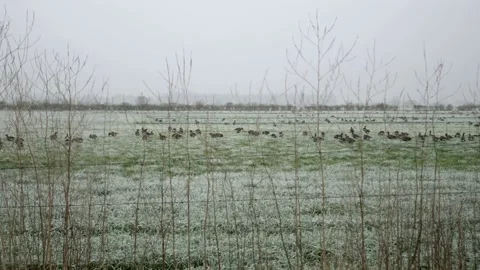 Medium shot ducks eating seed in a field of frozen grass 库存影片 147123613