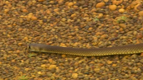 Medium shot of a dugite moving Stock Footage 112343309