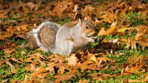 Medium shot of easter grey squirrel eating an acorn while standing on Stock Footage 106736385